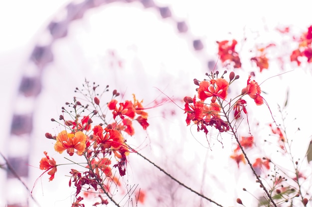 観覧車を背景に春に咲く赤いホウオウボクの花