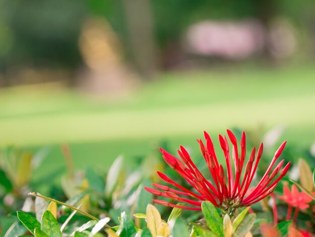 Red rubiaceae flower bud in blurry background 