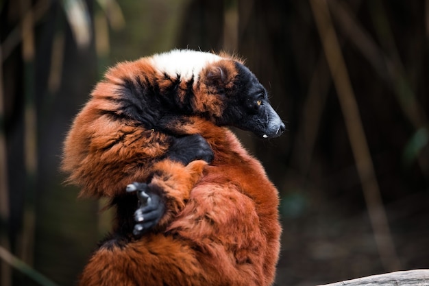 Red ruffed lemur animal close up view