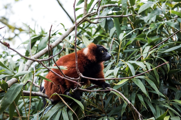 Red ruffed lemur animal sitting on the tree