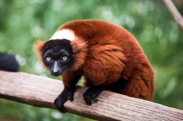 Red ruffed lemur animal sitting on the tree