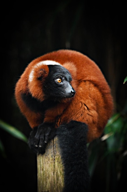 A red ruffed lemur sits on a tree stump.