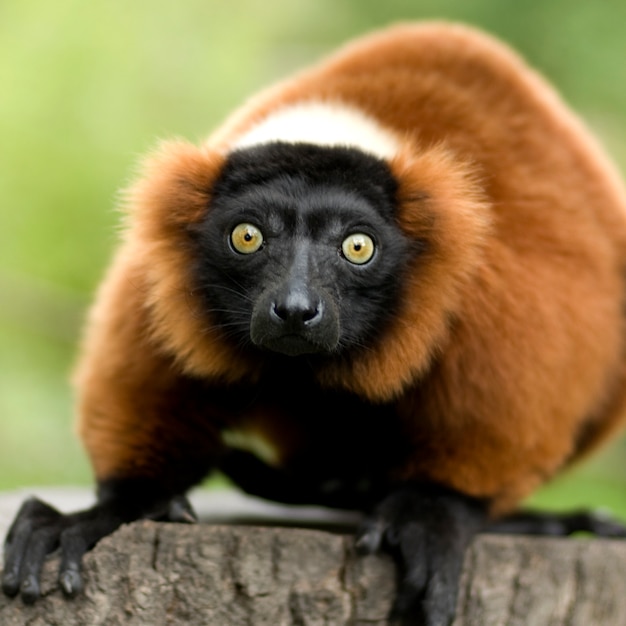 Red Ruffed Lemur