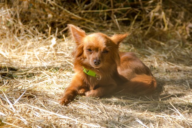 Red Russian long haired Toy Terrier lying on the ground outdoor