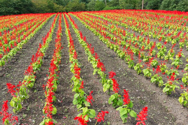 Red Salvia farm garden