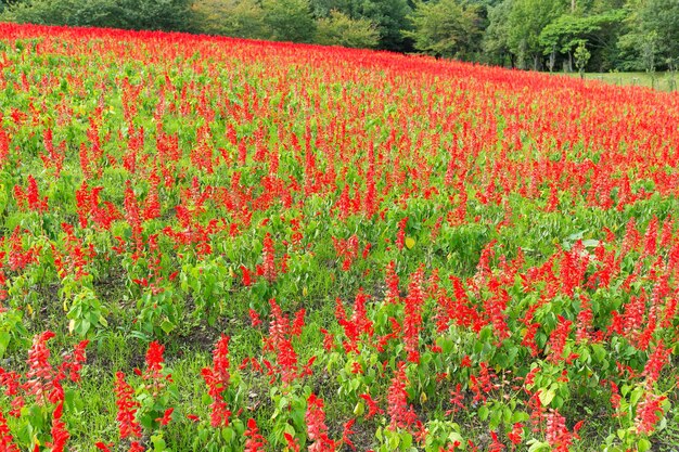 Red Salvia farm