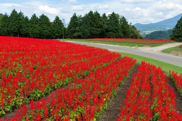 Red salvia farm