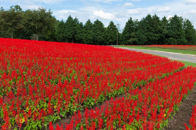 Red Salvia farm