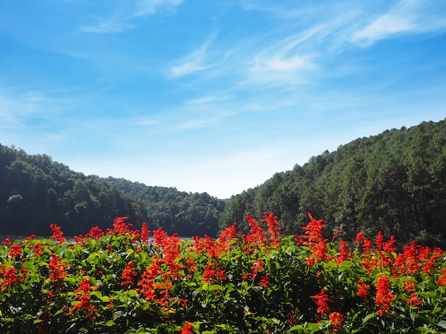 Red Salvia flower at Pang Oung, Lake in Mae Hong Son, Northen of Thailand