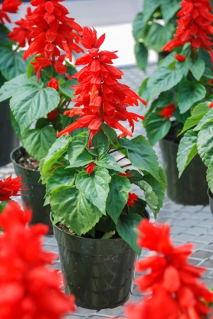 Фото red salvia splendens красные цветочные растения в черном горшке