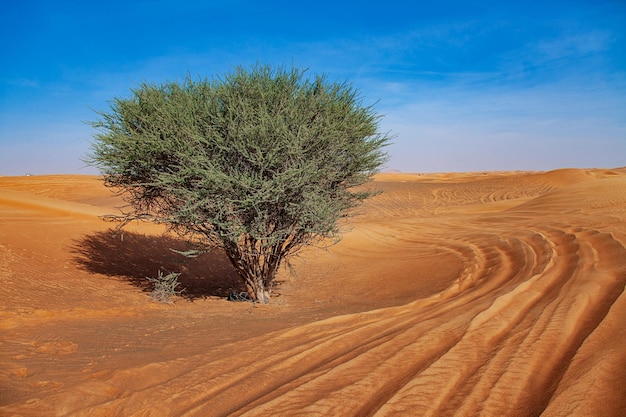 Red Sand Desert Barchan and Blue Sky Lanscape