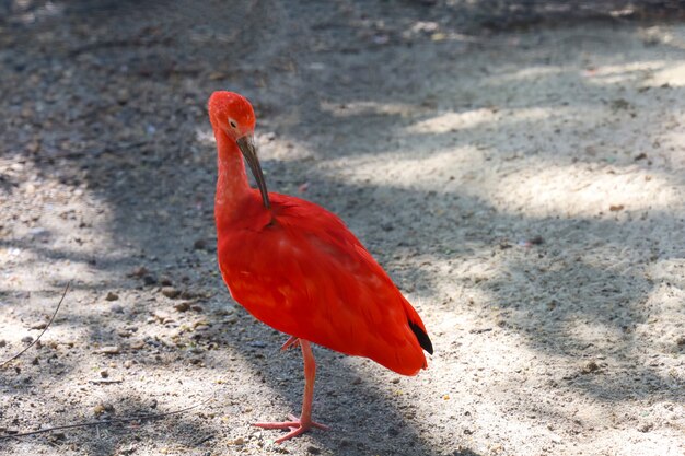 Photo red scarlet ibis bird