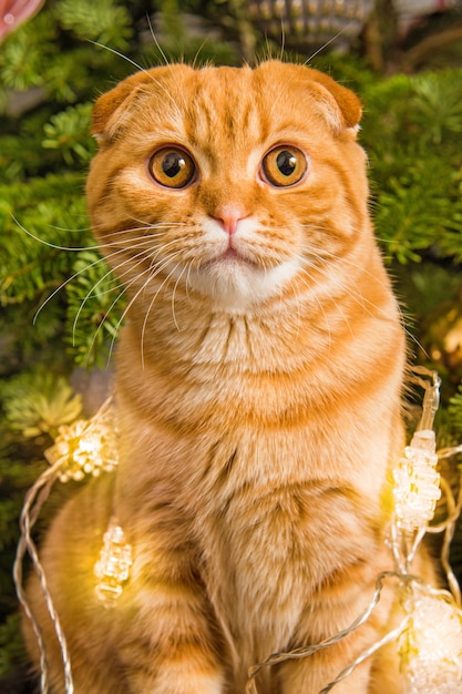 Рыжий шотландский вислоухий рыжий кот крупным планом возле елки в свете