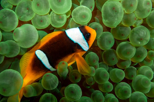 Foto un pesce anemone rosso - amphiprion bicinctus - in egitto