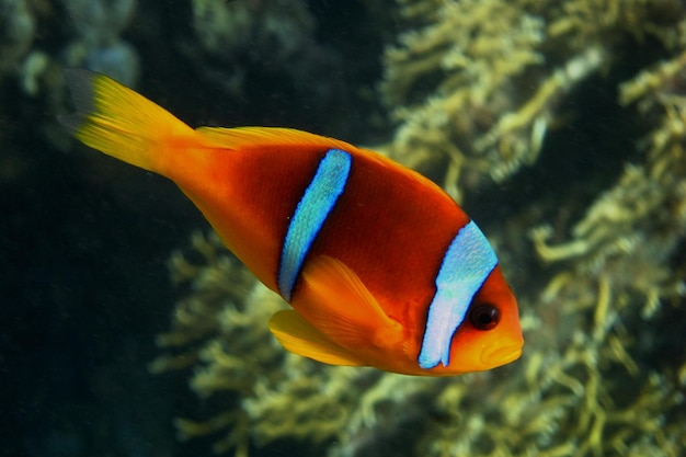 Red sea anemonefish side