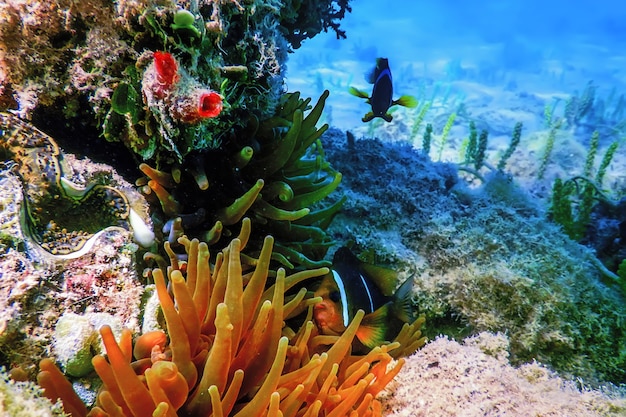 紅海カクレクマノミ（Amphiprion bicinctus）紅海、海洋生物