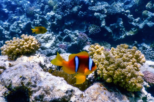 Рыба-клоун Красного моря (Amphiprion bicinctus) Красное море, Морская жизнь