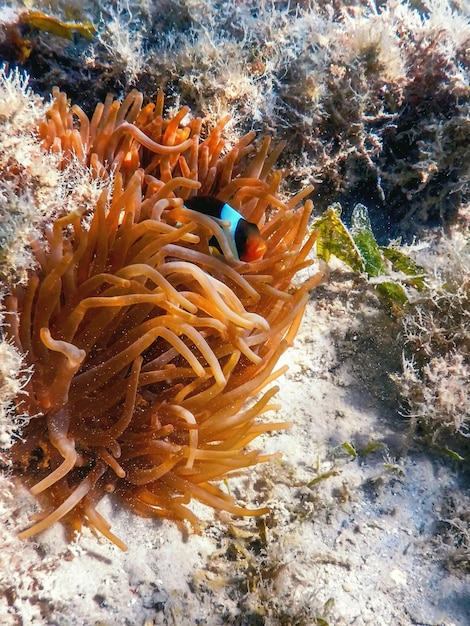 紅海カクレクマノミ（Amphiprion bicinctus）紅海、海洋生物