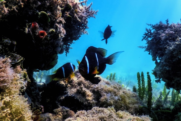 Рыба-клоун Красного моря (Amphiprion bicinctus) Красное море, Морская жизнь