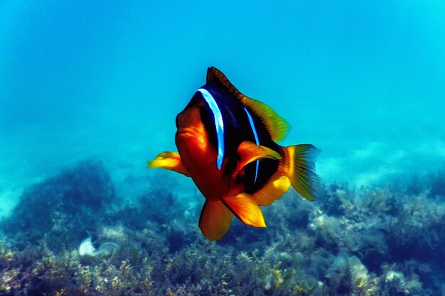 Red Sea clownfish Amphiprion bicinctus Red Sea