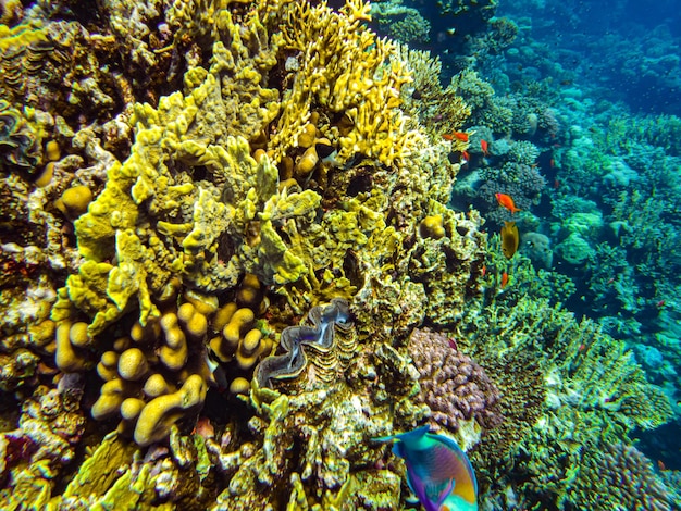 紅海のサンゴのクローズアップシャルムエルシェイク。