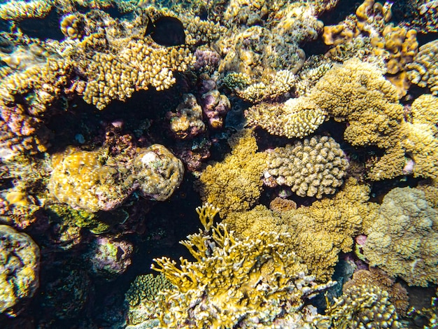 Red sea corals closeup sharm el sheikh.