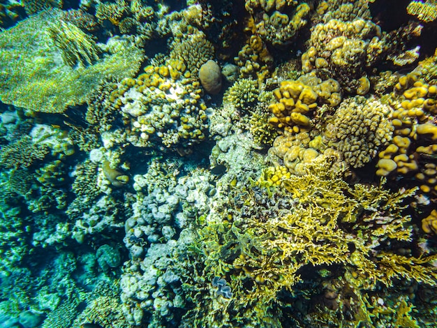 Red sea corals closeup sharm el sheikh.