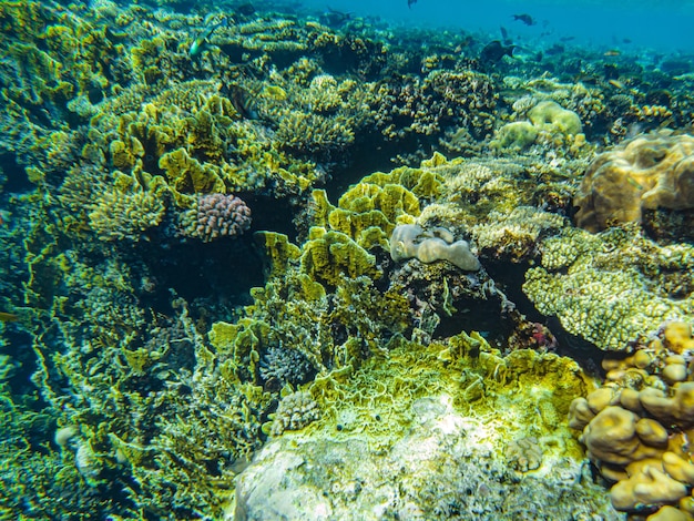 Red sea corals closeup sharm el sheikh