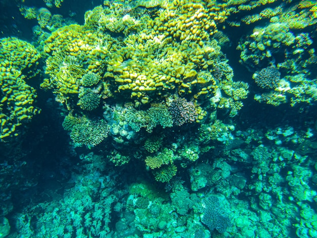 Red sea corals closeup sharm el sheikh.