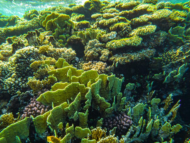 Foto primo piano dei coralli del mar rosso sharm el sheikh