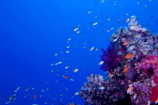 Red sea corals and fish on the blue background