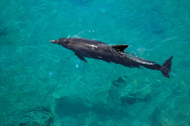 Red Sea, dolphin