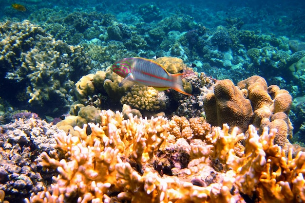 Red sea junker among coral