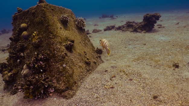 Дайвинг на Красном море