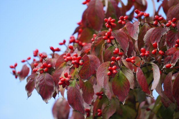 Red seeds along the street