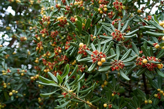 Photo red seeds of australian laurel on the branches of a bush among green leaves