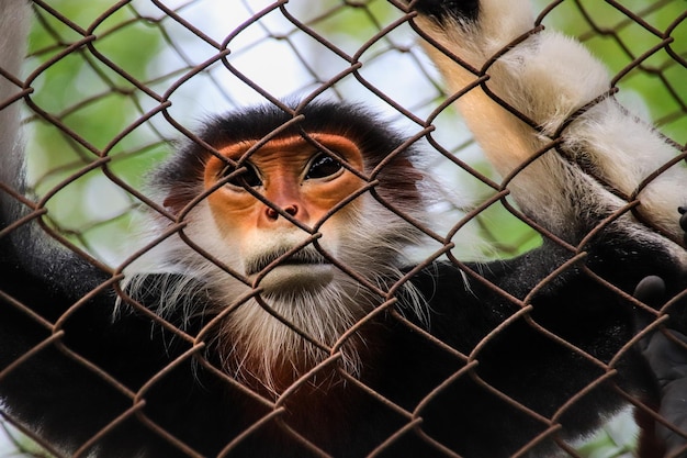 red-shanked douc langur behind chainlinked fence in a rehabilitation center