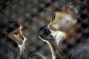 Photo red-shanked douc langur (pygathrix nemaeus)in the atmosphere of the zoo.