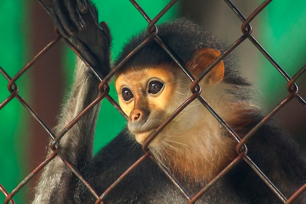 Photo red-shanked douc langur in the zoo.