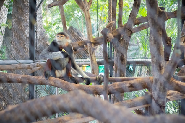 Photo red-shanked douc (pygathrix nemaeus) in the zoo of thailand(selective focus)