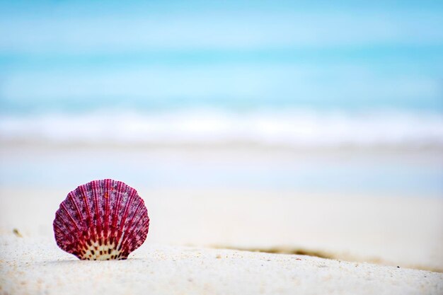 Red shells on the beachThe background is blue sea