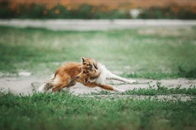 Red Shetland Sheepdog on running on green grass Sheltie dog