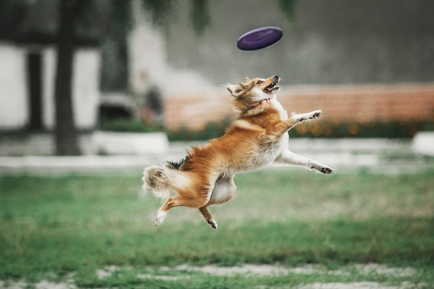 Red Shetland Sheepdog on running on green grass Sheltie dog