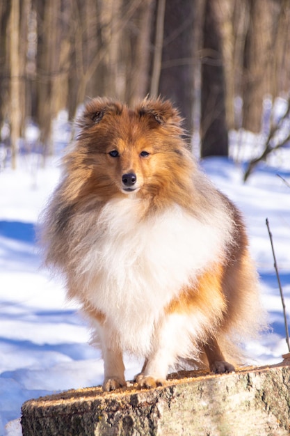 Photo red shetland sheepdog