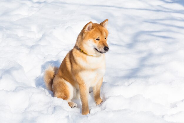 Red Shiba inu собака играет и работает зимой