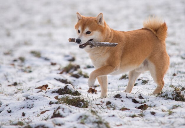 Красная собака Шиба ину на снегу