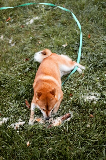 Photo red shiba inu puppy dog standing outdoor