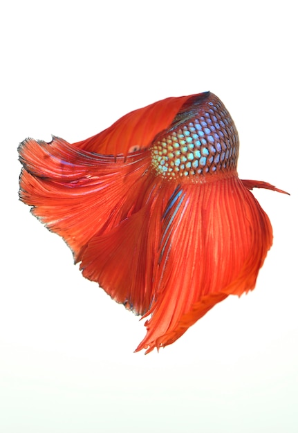 赤いシャムトウギョ、白い背景で隔離のベタの魚。