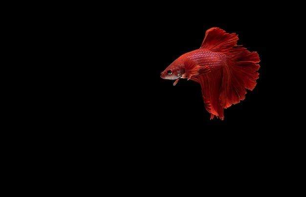 Pesce combattente siamese rosso (betta) isolato su fondo nero