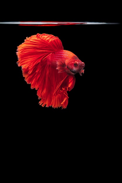 Pesce combattente siamese rosso betta splendens, sul nero isolato, betta fancy koi halfmoon plakat